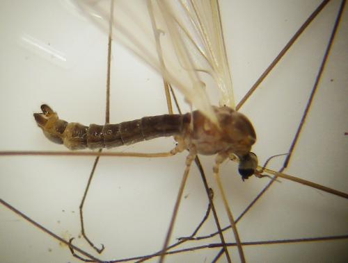 Antocha vitripennis